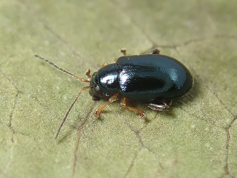 Chrysomelidae Alticinae: cfr. Aphthona sp.